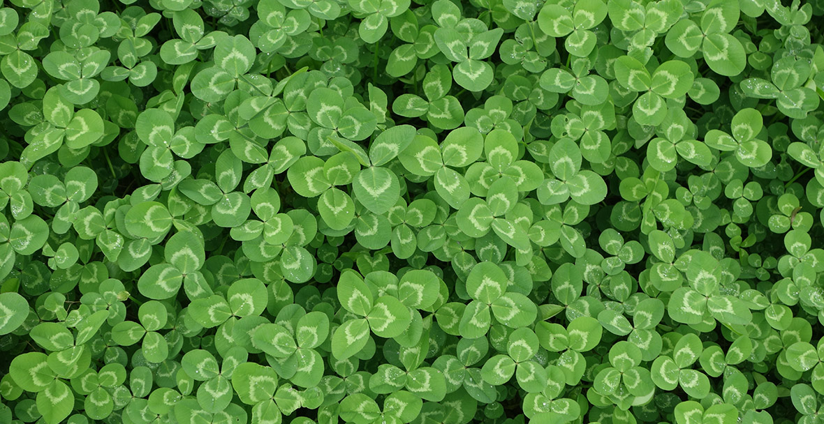 Saint Patrick's Day email design inspiration